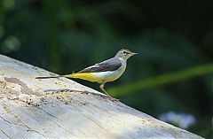 Gray Wagtail